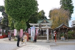 川越八幡宮 本殿と縁結びイチョウの様子