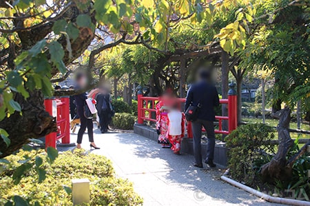 亀戸天神社 境内で記念撮影する七五三のご家族の様子