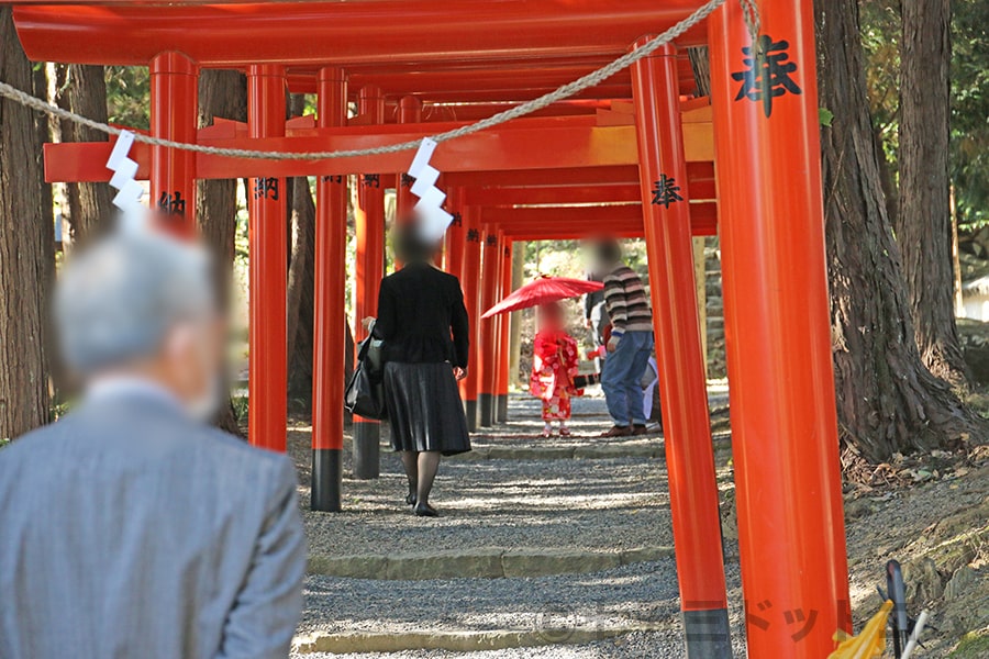 吉備津彦神社 稲荷神社の鳥居群や参集殿前で記念撮影する七五三ご家族の様子（その1）